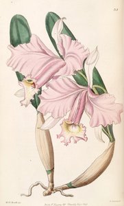 Cattleya labiata
